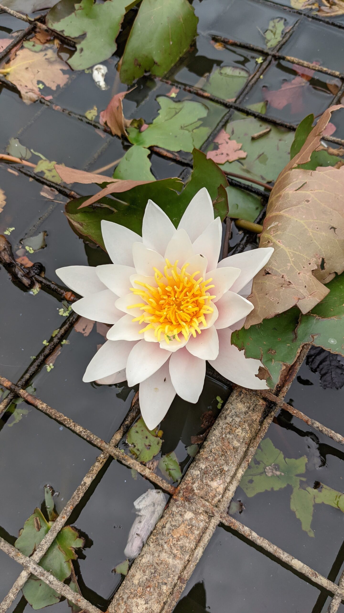 Water lily